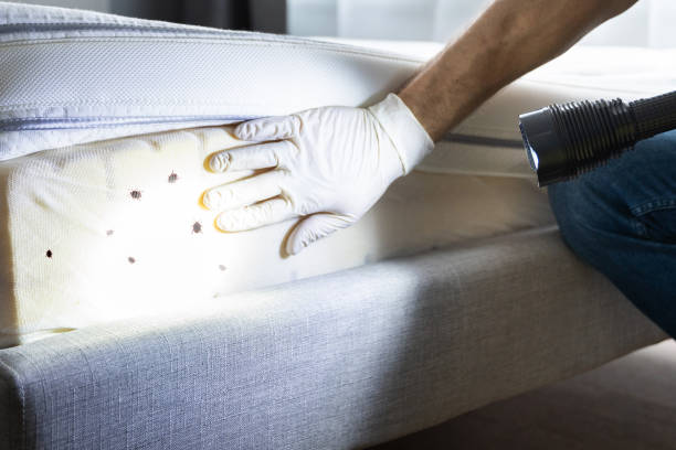 Best Bed Bug Extermination  in Panthersville, GA