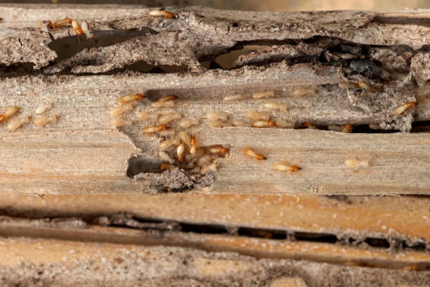 Best Wasp Removal Services  in Panthersville, GA